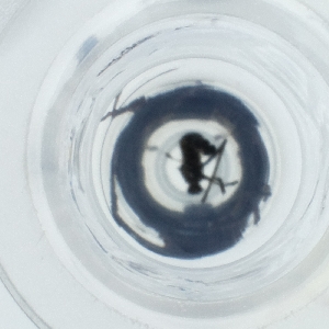  ( - HLNR_006_F3)  @11 [ ] by  Genome Research Ltd as Wellcome Sanger Institute Genome Research Limited operating as Wellcome Sanger Institute