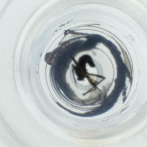  ( - HLNR_006_F6)  @11 [ ] by  Genome Research Ltd as Wellcome Sanger Institute Genome Research Limited operating as Wellcome Sanger Institute