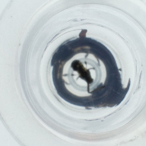  ( - HLNR_006_H6)  @11 [ ] by  Genome Research Ltd as Wellcome Sanger Institute Genome Research Limited operating as Wellcome Sanger Institute