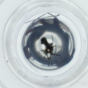  ( - HLNR_008_E5)  @11 [ ] by  Genome Research Ltd as Wellcome Sanger Institute Genome Research Limited operating as Wellcome Sanger Institute