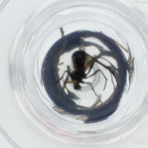  ( - HLNR_008_F9)  @11 [ ] by  Genome Research Ltd as Wellcome Sanger Institute Genome Research Limited operating as Wellcome Sanger Institute