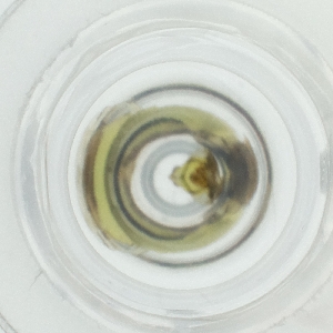  ( - HLNR_008_G4)  @11 [ ] by  Genome Research Ltd as Wellcome Sanger Institute Genome Research Limited operating as Wellcome Sanger Institute