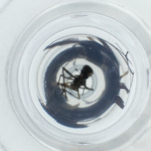  ( - HLNR_008_H5)  @11 [ ] by  Genome Research Ltd as Wellcome Sanger Institute Genome Research Limited operating as Wellcome Sanger Institute