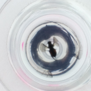  ( - HLNR_009_G11)  @11 [ ] by  Genome Research Ltd as Wellcome Sanger Institute Genome Research Limited operating as Wellcome Sanger Institute