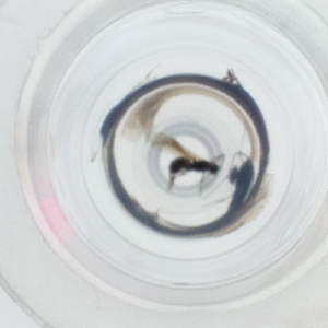  ( - HLNR_010_E11)  @11 [ ] by  Genome Research Ltd as Wellcome Sanger Institute Genome Research Limited operating as Wellcome Sanger Institute