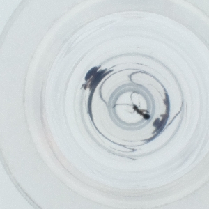  ( - HLNR_026_D10)  @11 [ ] by  Genome Research Ltd as Wellcome Sanger Institute Genome Research Limited operating as Wellcome Sanger Institute