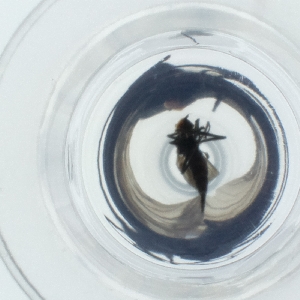  ( - HLNR_041_A7)  @11 [ ] by  Genome Research Ltd as Wellcome Sanger Institute Genome Research Limited operating as Wellcome Sanger Institute