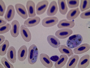  (Haemoproteus macrovacuolatus - CA1014)  @11 [ ] CreativeCommons - Attribution Non-Commercial Share-Alike (2019) Unspecified Universidad Nacional de Colombia