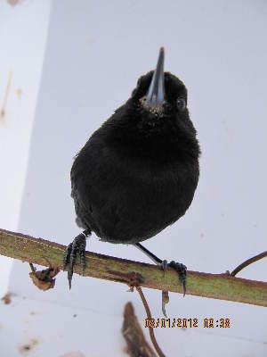 ( - MT 044_TFUS05)  @11 [ ] CreativeCommons - Attribution Non-Commercial Share-Alike (2014) Unspecified GERPH