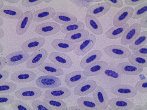  (Haemoproteus erythrogravidus - UN139_1)  @11 [ ] CreativeCommons - Attribution Non-Commercial Share-Alike (2019) Unspecified Universidad Nacional de Colombia