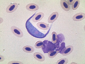  (Leucocytozoon pterotenuis - PA262_2_L_GRRUF_01)  @11 [ ] CreativeCommons - Attribution Non-Commercial Share-Alike (2019) Unspecified Universidad Nacional de Colombia