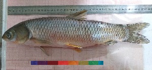  ( - PUL-HMA-Fish-719)  @11 [ ] CreativeCommons-Attribution Non-Commercial Share-Alike (2019) H. M. Tahir Government College University of Lahore