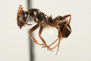 (Leptothorax - CHU05-ANT-114)  @16 [ ] Unspecified (default): All Rights Reserved  Unspecified Unspecified
