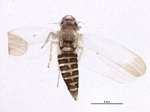  (Macrosiphoniella - BIOUG01853-A08)  @13 [ ] CreativeCommons - Attribution (2012) CBG Photography Group Centre for Biodiversity Genomics