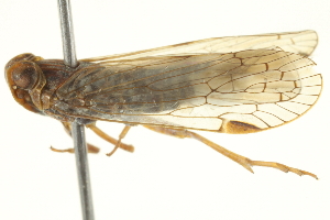  ( - BIOUG02559-D04)  @14 [ ] CreativeCommons - Attribution (2013) CBG Photography Group Centre for Biodiversity Genomics