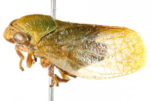  (Enderleiniinae - BIOUG00802-G01)  @15 [ ] CreativeCommons - Attribution (2011) CBG Photography Group Centre for Biodiversity Genomics