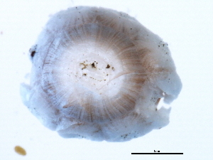  ( - BIOUG00772-B11)  @12 [ ] CreativeCommons - Attribution (2010) CBG Photography Group Centre for Biodiversity Genomics