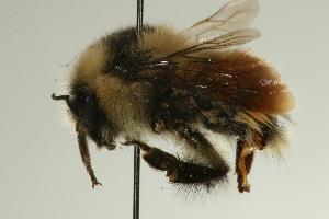  ( - CHU07-BEE-034)  @11 [ ] CreativeCommons - Attribution (2008) CBG Photography Group Centre for Biodiversity Genomics