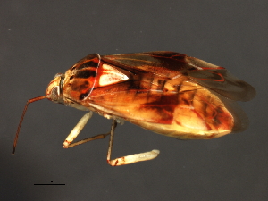  (Lygus plagiatus - 08BBHEM-694)  @13 [ ] CreativeCommons - Attribution (2009) CBG Photography Group Centre for Biodiversity Genomics