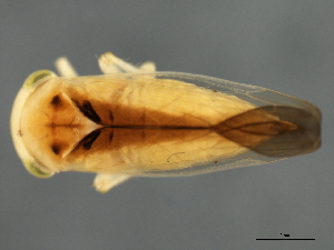  (Populicerus suturalis - 08BBHEM-759)  @13 [ ] CreativeCommons - Attribution (2009) CBG Photography Group Centre for Biodiversity Genomics