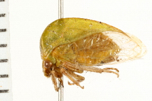  ( - 08BBHEM-061)  @12 [ ] CreativeCommons - Attribution (2008) CBG Photography Group Centre for Biodiversity Genomics