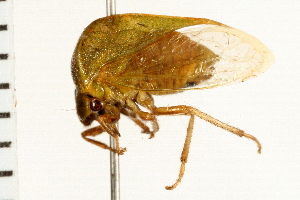  ( - 08BBHEM-065)  @12 [ ] CreativeCommons - Attribution (2008) CBG Photography Group Centre for Biodiversity Genomics
