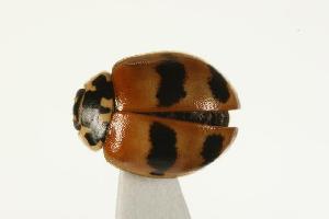  (Adalia bipunctata - CHU06-COL1-573.1)  @14 [ ] CreativeCommons - Attribution (2010) CBG Photography Group Centre for Biodiversity Genomics