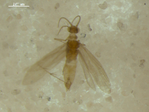  ( - 10HMCAD-005)  @12 [ ] CreativeCommons - Attribution (2010) CBG Photography Group Centre for Biodiversity Genomics