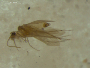  ( - 10HMCAD-010)  @11 [ ] CreativeCommons - Attribution (2010) CBG Photography Group Centre for Biodiversity Genomics