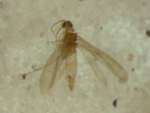  (Paduniella kalamos - 10HMCAD-013)  @12 [ ] CreativeCommons - Attribution (2010) CBG Photography Group Centre for Biodiversity Genomics