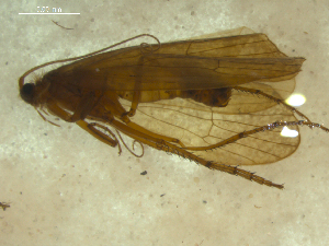  ( - 10HMCAD-035)  @12 [ ] CreativeCommons - Attribution (2010) CBG Photography Group Centre for Biodiversity Genomics