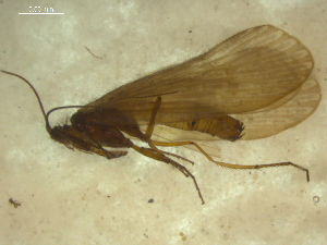  ( - 10HMCAD-045)  @12 [ ] CreativeCommons - Attribution (2010) CBG Photography Group Centre for Biodiversity Genomics