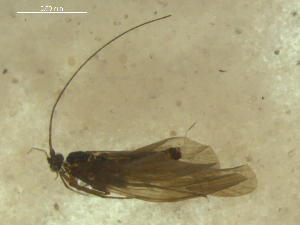  ( - 10HMCAD-055)  @12 [ ] CreativeCommons - Attribution (2010) CBG Photography Group Centre for Biodiversity Genomics