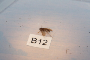  (Wormaldia corvina - HMCAD0111-24)  @12 [ ] Unspecified (default): All Rights Reserved  none Unspecified