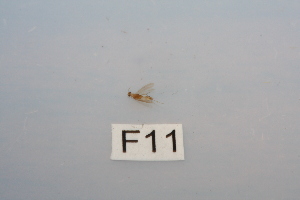  ( - HMCAD0111-71)  @11 [ ] Unspecified (default): All Rights Reserved  none Unspecified