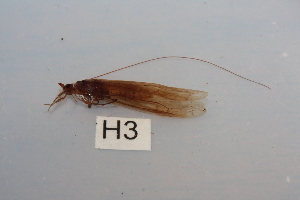  ( - HMCAD0111-87)  @12 [ ] Unspecified (default): All Rights Reserved  none Unspecified
