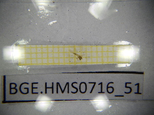  ( - BGE.HMS0716_51)  @11 [ ] CreativeCommons Attribution (2024) Dept Invertebrate Zoology and Hydrobiology, University of Lodz University of Lodz