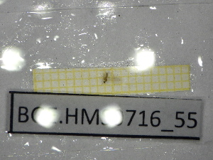  ( - BGE.HMS0716_55)  @11 [ ] CreativeCommons Attribution (2024) Dept Invertebrate Zoology and Hydrobiology, University of Lodz University of Lodz