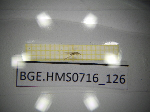  ( - BGE.HMS0716_126)  @11 [ ] CreativeCommons Attribution (2024) Dept Invertebrate Zoology and Hydrobiology, University of Lodz University of Lodz