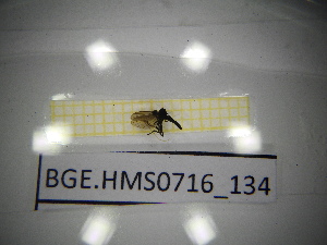  ( - BGE.HMS0716_134)  @11 [ ] CreativeCommons Attribution (2024) Dept Invertebrate Zoology and Hydrobiology, University of Lodz University of Lodz