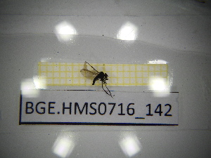  ( - BGE.HMS0716_142)  @11 [ ] CreativeCommons Attribution (2024) Dept Invertebrate Zoology and Hydrobiology, University of Lodz University of Lodz