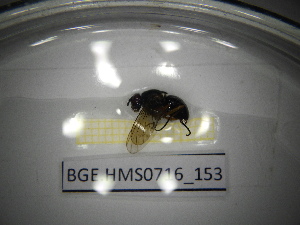  ( - BGE.HMS0716_153)  @11 [ ] CreativeCommons Attribution (2024) Dept Invertebrate Zoology and Hydrobiology, University of Lodz University of Lodz