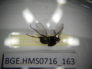  ( - BGE.HMS0716_163)  @11 [ ] CreativeCommons Attribution (2024) Dept Invertebrate Zoology and Hydrobiology, University of Lodz University of Lodz