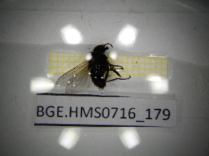  ( - BGE.HMS0716_179)  @11 [ ] CreativeCommons Attribution (2024) Dept Invertebrate Zoology and Hydrobiology, University of Lodz University of Lodz