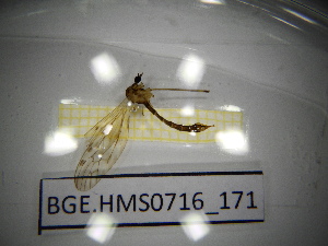  ( - BGE.HMS0716_171)  @11 [ ] CreativeCommons Attribution (2024) Dept Invertebrate Zoology and Hydrobiology, University of Lodz University of Lodz
