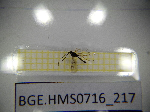  ( - BGE.HMS0716_217)  @11 [ ] CreativeCommons Attribution (2024) Dept Invertebrate Zoology and Hydrobiology, University of Lodz University of Lodz