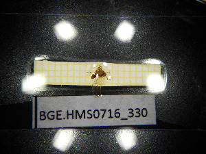 ( - BGE.HMS0716_330)  @11 [ ] CreativeCommons Attribution (2024) Dept Invertebrate Zoology and Hydrobiology, University of Lodz University of Lodz