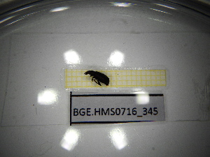  ( - BGE.HMS0716_345)  @11 [ ] CreativeCommons Attribution (2024) Dept Invertebrate Zoology and Hydrobiology, University of Lodz University of Lodz