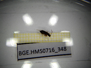  ( - BGE.HMS0716_348)  @11 [ ] CreativeCommons Attribution (2024) Dept Invertebrate Zoology and Hydrobiology, University of Lodz University of Lodz