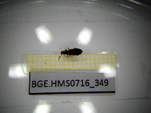  ( - BGE.HMS0716_349)  @11 [ ] CreativeCommons Attribution (2024) Dept Invertebrate Zoology and Hydrobiology, University of Lodz University of Lodz